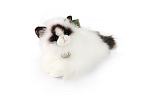 Rappa Plyšová kočka ragdoll ležící 35 cm ECO-FRIENDLY