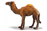 collecta Dromedar
