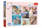 Trefl Puzzle Koťátka 41x27,5cm 100 dílků v krabici 29x19x4cm