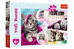 Trefl Puzzle Roztomilá koťata 41x27,5cm 160 dílků v krabici 29x19x4cm