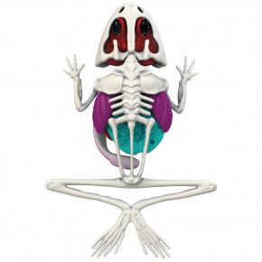 Simba Objevuj Pitva Žáby