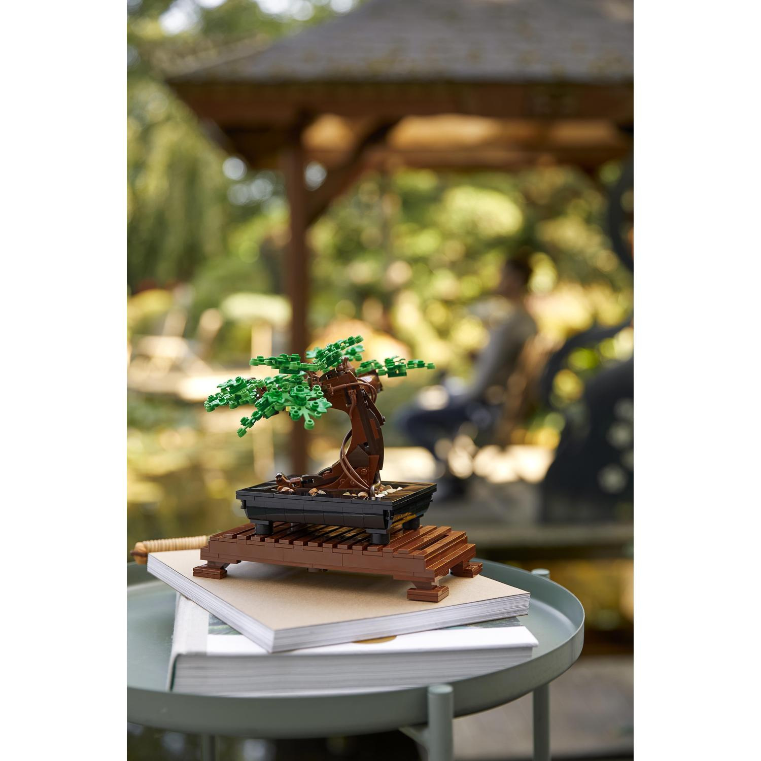 bonsai for sale Diffusa Norway Spruce Bonsai for Sale
