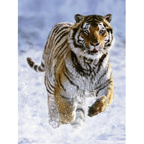 Ravensburger Tygrys w śniegu 500 elementów