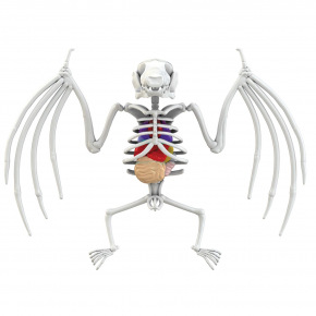 Simba Objevuj Pitva Netopýra Simba Objevuj Pitva Netopýra