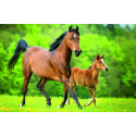 Trefl Minipuzzle 54 dílků Koně 4 druhy v krabičce 9x6,5x4cm