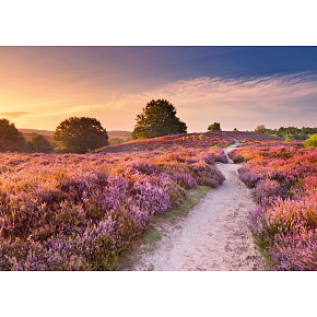Ravensburger Růžová cesta 1000 dílků