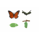 Teddies Entwicklung des Schmetterlings Admiral Kunststoff 4 Stück auf Karte 19,5x22,5x2,5cm