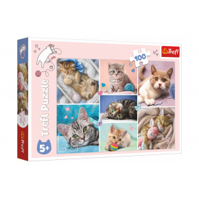 Puzzle Koťátka 41x27,5cm 100 dílků v krabici 29x19x4cm