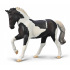 Collecta Warmblut Hengst schwarz Tobiano