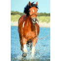 Trefl Minipuzzle 54 dílků Koně 4 druhy v krabičce 9x6,5x4cm
