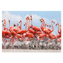 Dino Flamingos 500 Puzzle