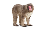 Schleich 14871 Zwierzę makak czerwonolicy