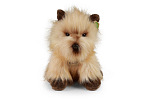 Rappa Pluszowy pies cairn terrier 30 cm PRZYJAZNY DLA ŚRODOWISKA
